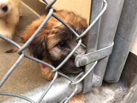 Inland valley animal shelter - Learn more about Moreno Valley Animal Services in Moreno Valley, CA, and search the available pets they have up for adoption on Petfinder.